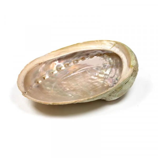 Abalone Smudge Muschel Haliotis diversicolor XS