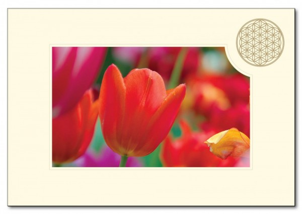 Klappkarte BdL Tulpe 11,5x16,7cm (mit Kuvert B6)