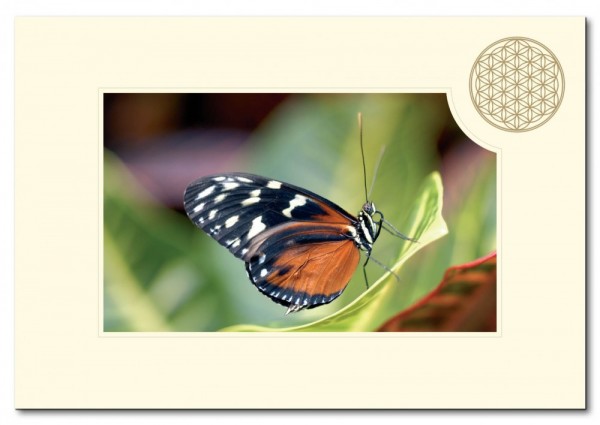 Klappkarte BdL Schmetterling 11,5x16,7cm (mit Kuvert B6)